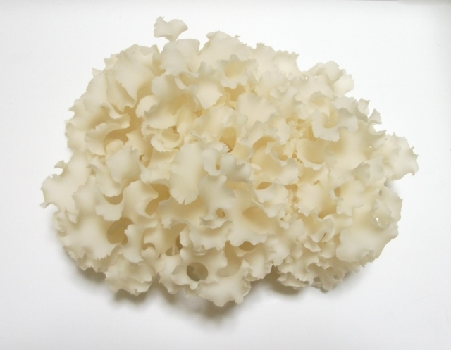 はなびらたけのパワーでいつまでも若々しさを保ちましょう!